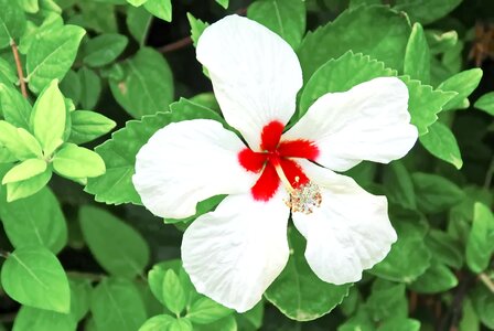 White flower red heart mallow
