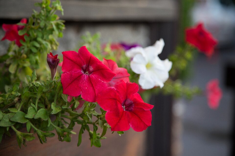 Flower petun′â closeup