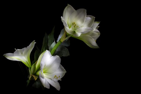 Open amaryllis plant gorgeous