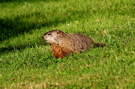 Groundhog mammal nature photo