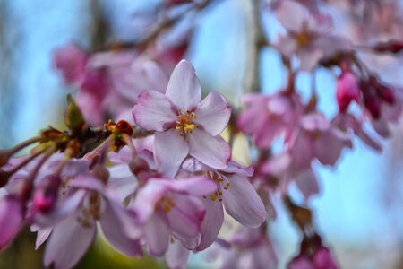 Spring garden blossom photo
