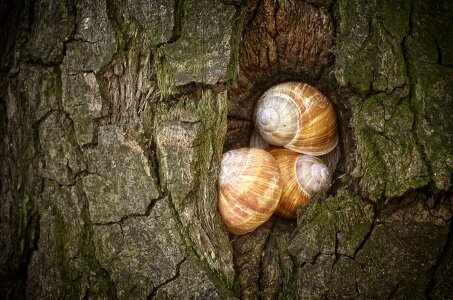 Mollusk snail nature