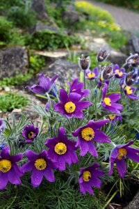 Flower tulip garden