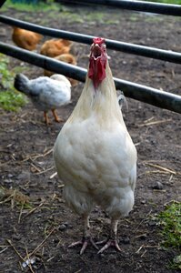 Nature animal gray farm