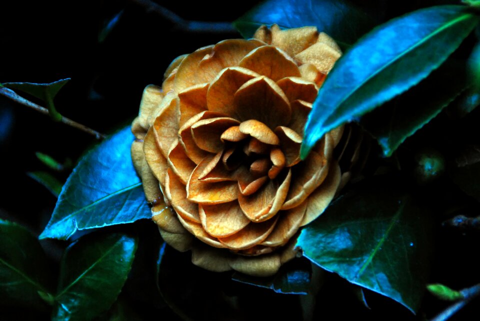 Plant nature petal