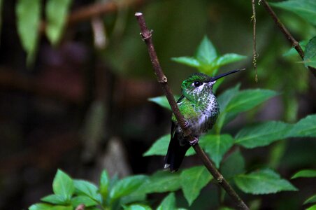 Leaf tree hummingbird
