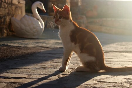 Feline red cat cat eyes