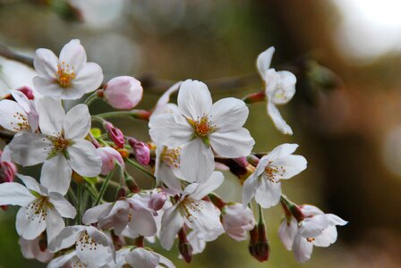 Spring garden blossom