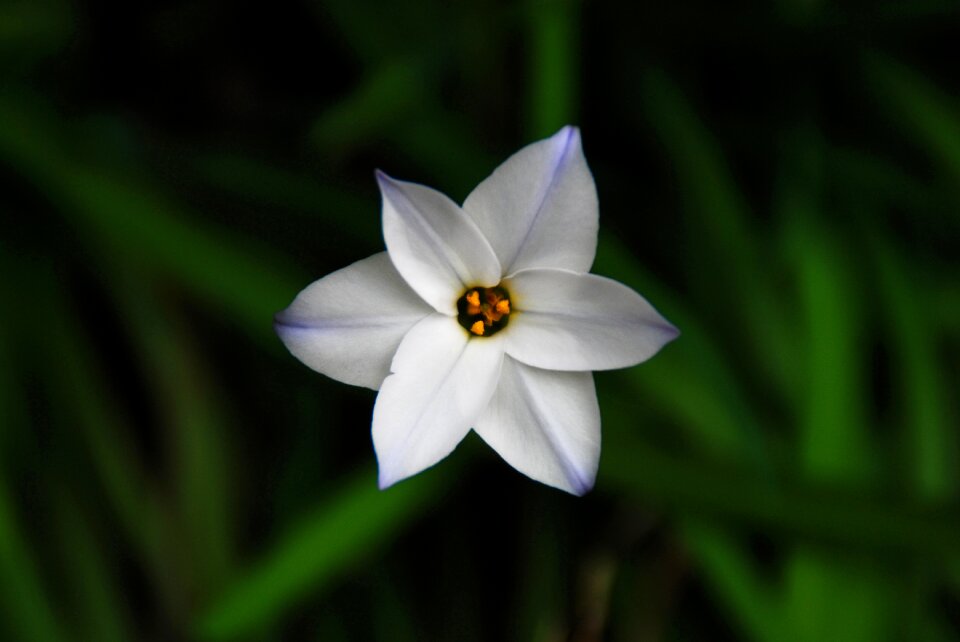 Floral nature plant