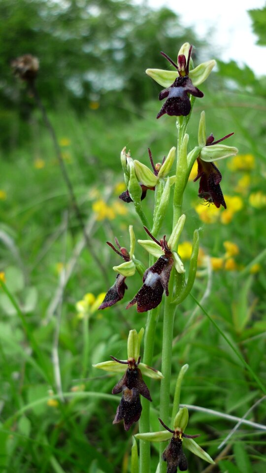 Mountain meadow small brown flowers