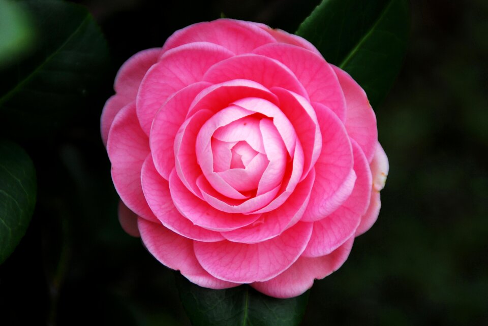 Plant nature petal