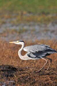 Animal feather outdoors