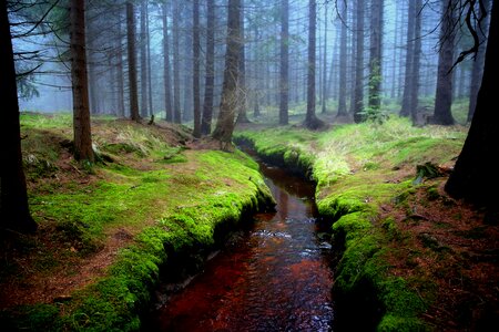 The fog litter autumn