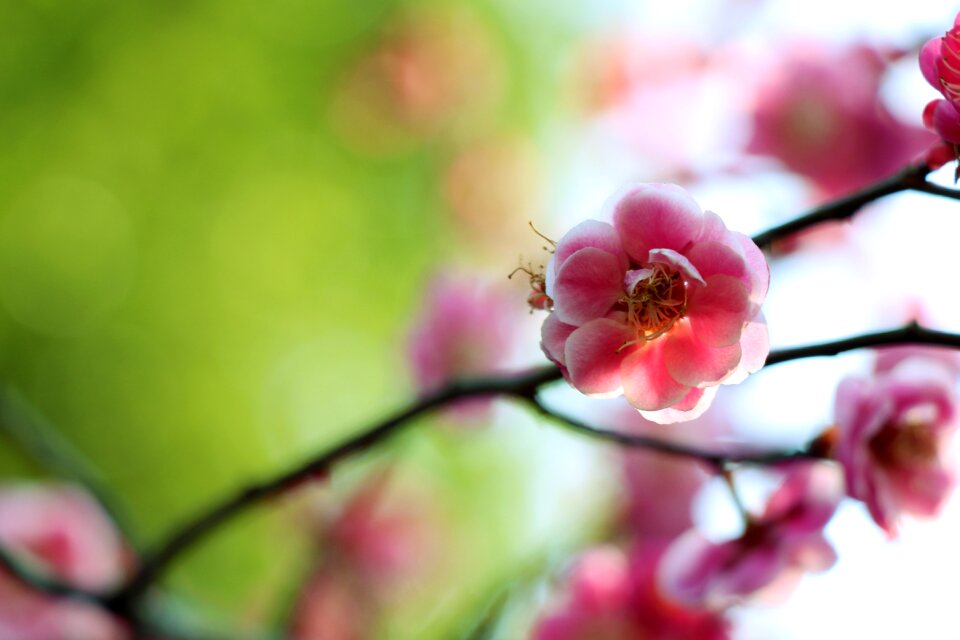 Branch tree plum blossom