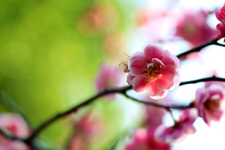 Branch tree plum blossom photo