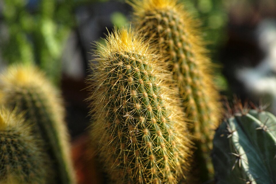 Macro flowerpot nature