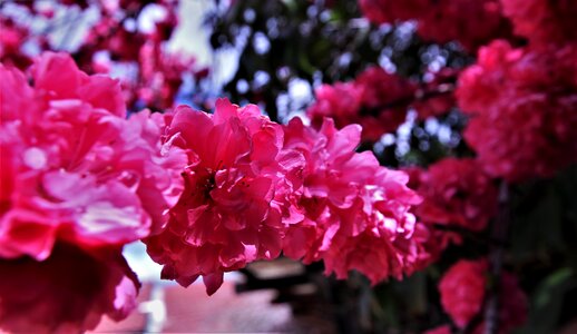 Pink blossoms springtime blooming photo