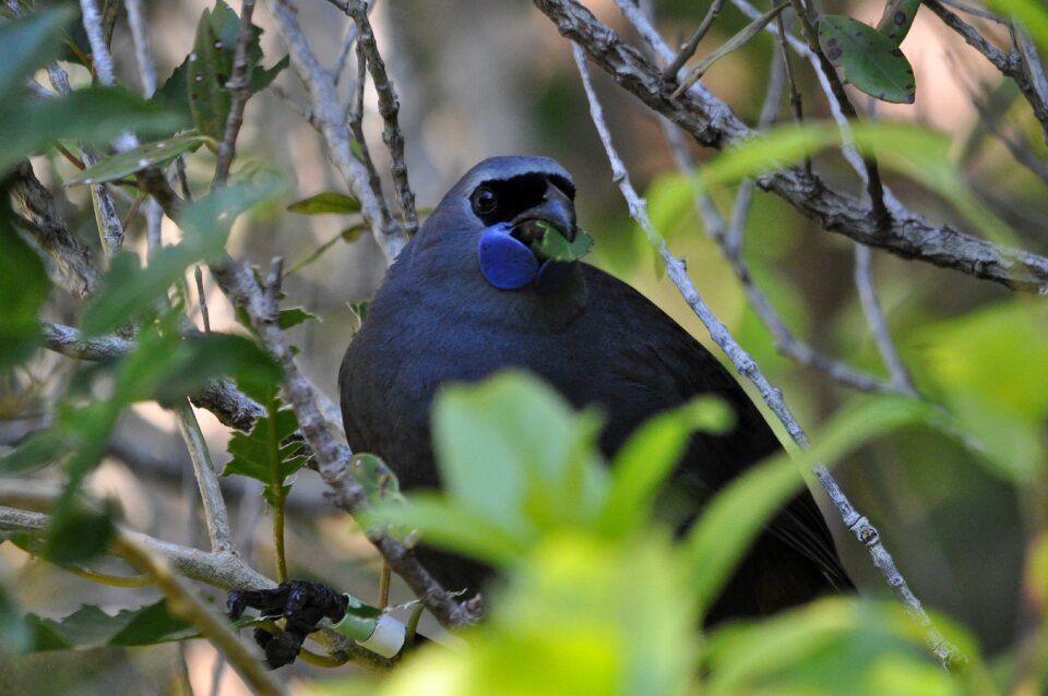 Kokako bird new zealand