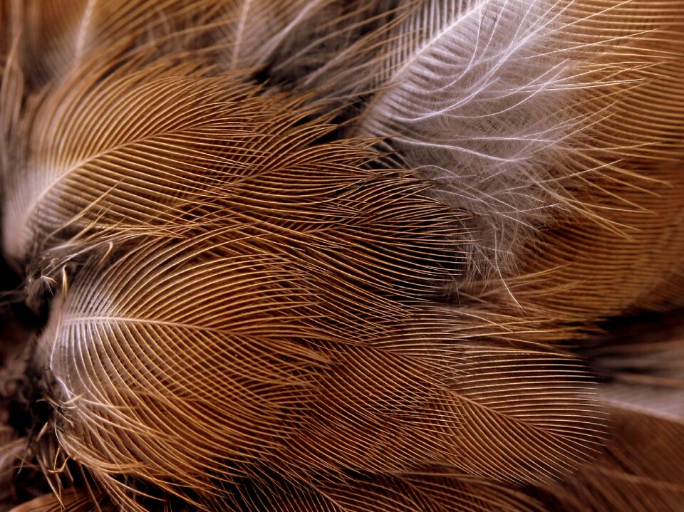 Snowflakes feather birds