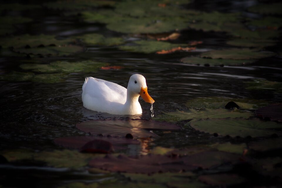 Animal lake water bird