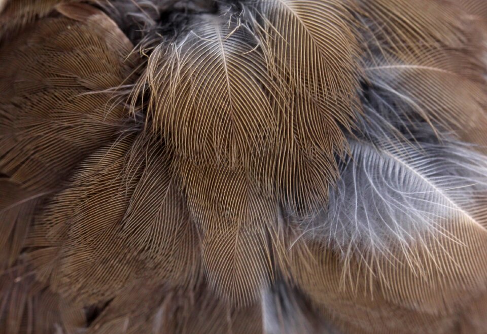 Snowflakes feather birds
