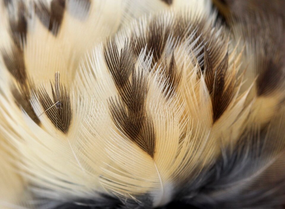 Snowflakes feather birds