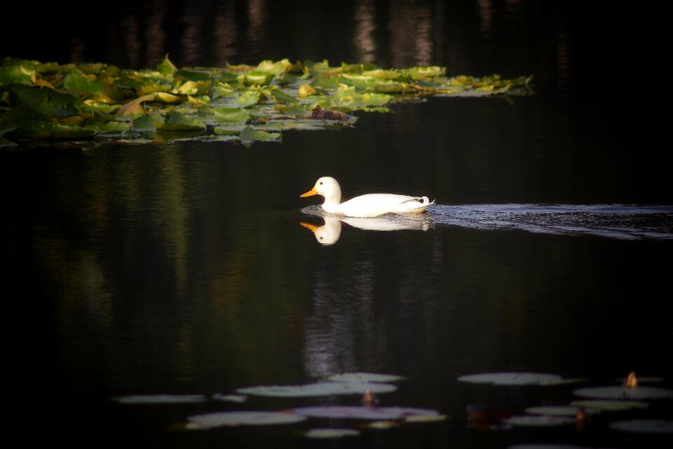Water animal bird