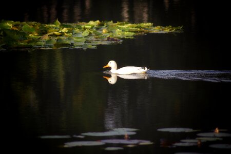 Water animal bird