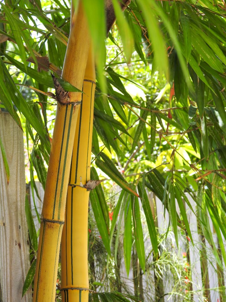 Bamboo tree branch