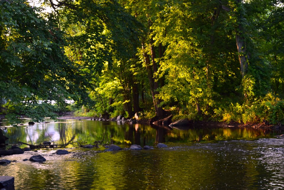 Forest tranquil nature