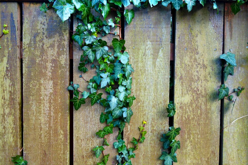Garden fence ivy plant