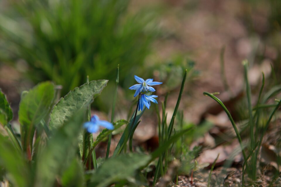 Leaf garden flower garden