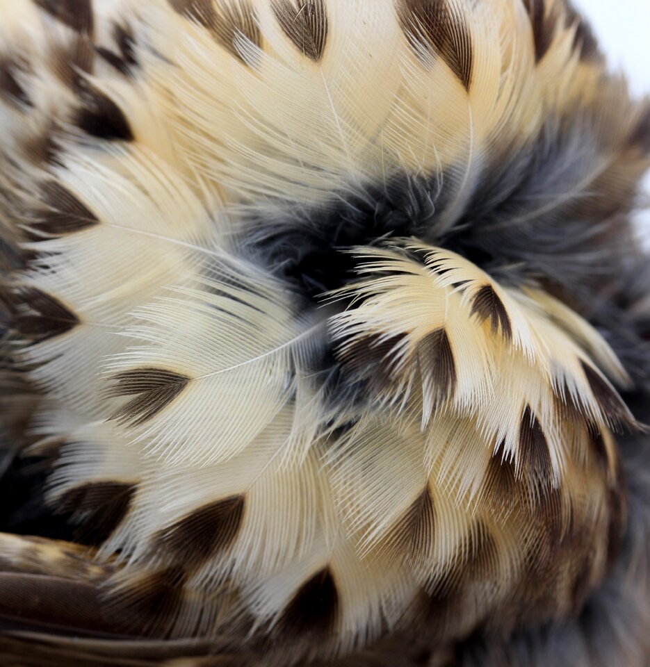 Snowflakes feather birds