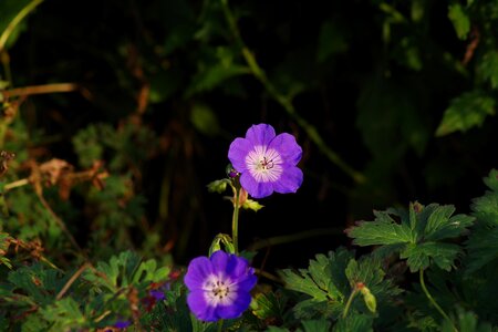 Garden flora flower