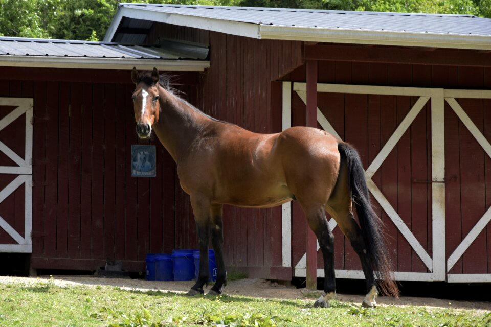 Grass outdoors horse