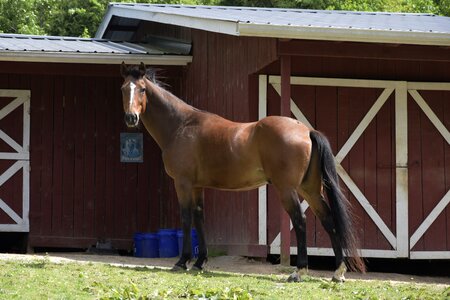 Grass outdoors horse photo