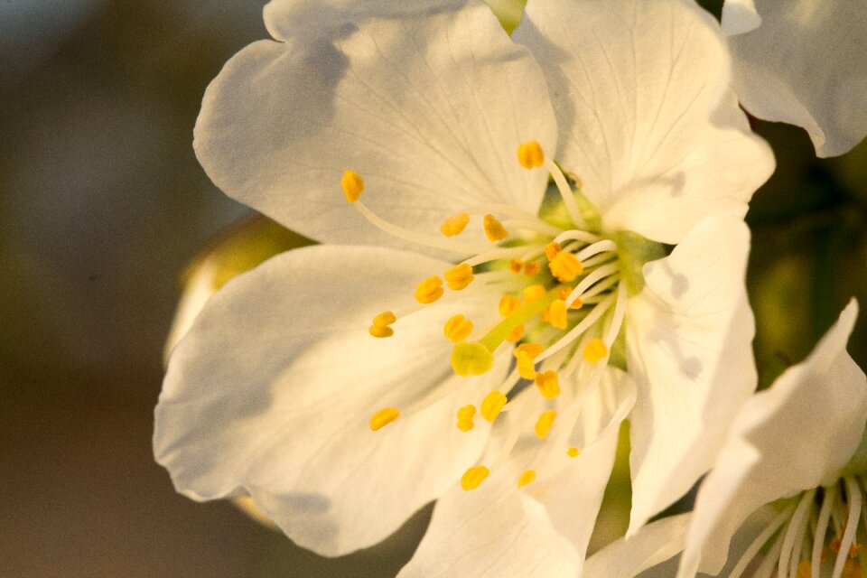 Petal garden cherry blossom