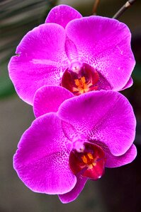 Phalaenopsis orchidaceae purple plant photo