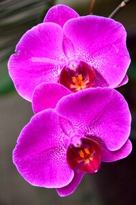 Phalaenopsis orchidaceae purple plant