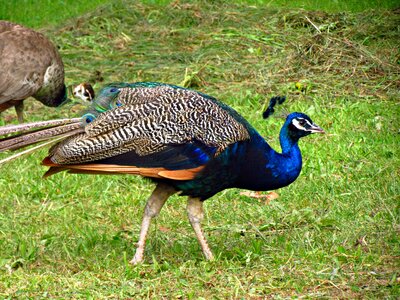 Proud plumage pen