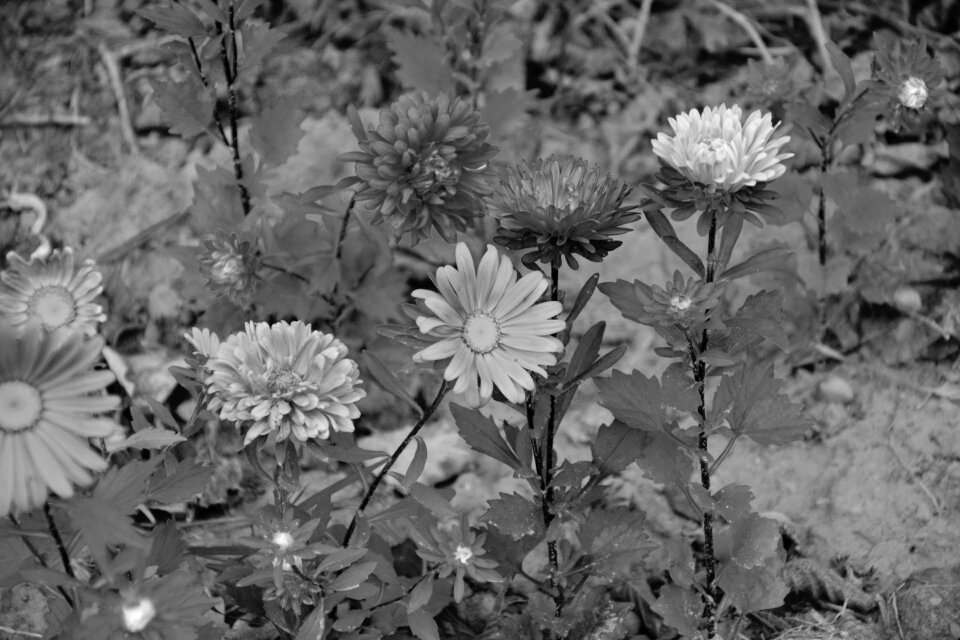 Nature field flowering