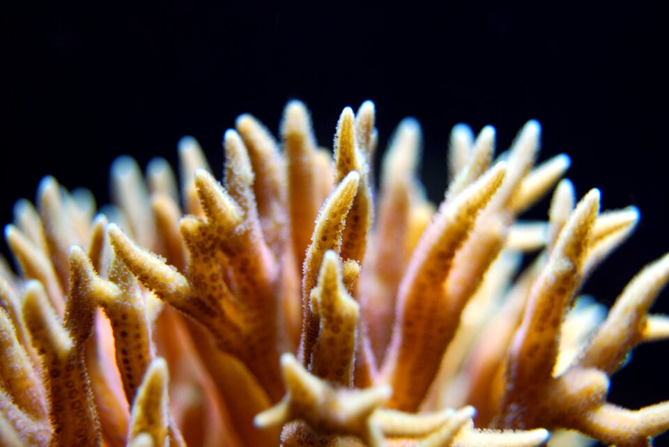 Underwater marine aquatic