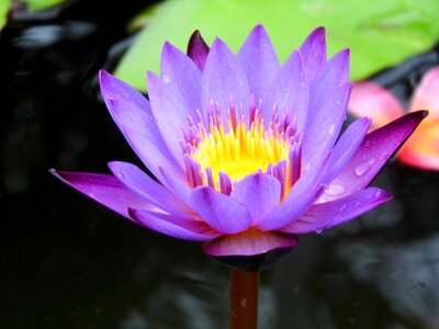 Lotus water plants lotus air