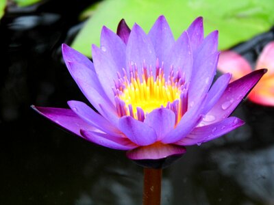 Lotus water plants lotus air photo