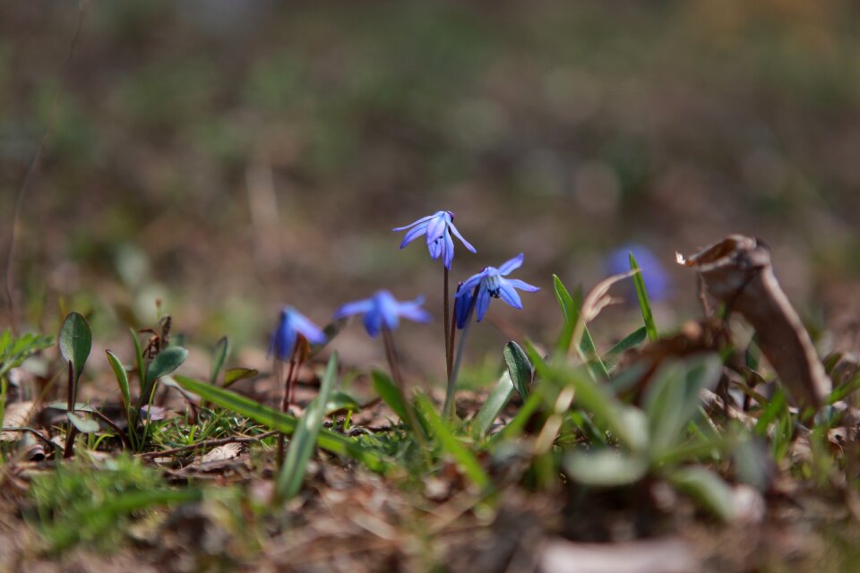 Leaf garden flower garden
