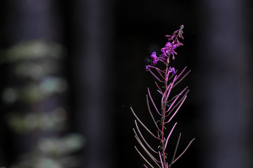 Natural plant nature red