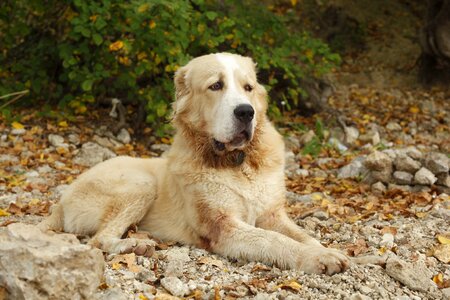Home eyes animals