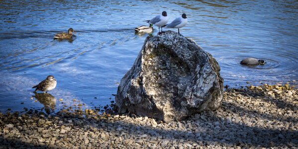 Seevogel stones river landscape