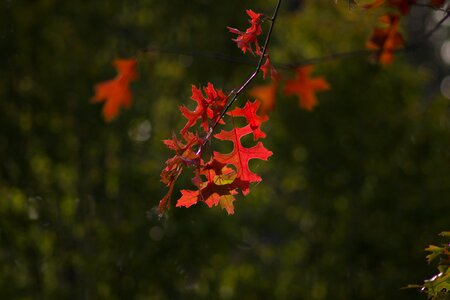 Leaves golden autumn leaf photo