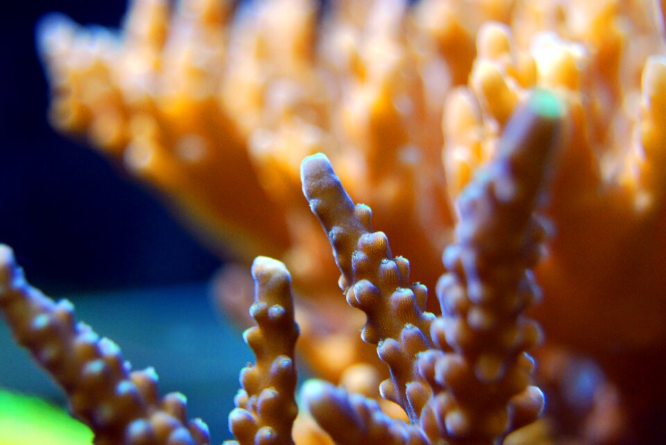 Underwater marine aquatic
